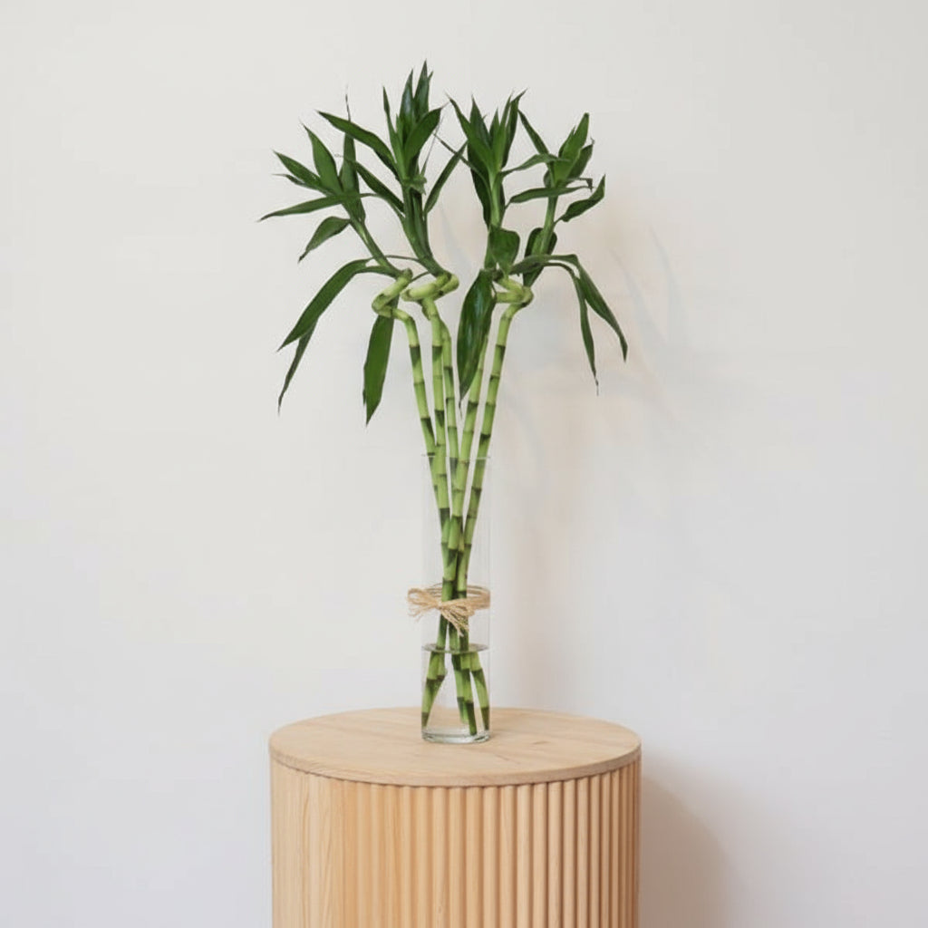 5 lucky bamboo Lucky Bamboo Plant Set - 5 Pieces | Good Fortune Plants Kuwait