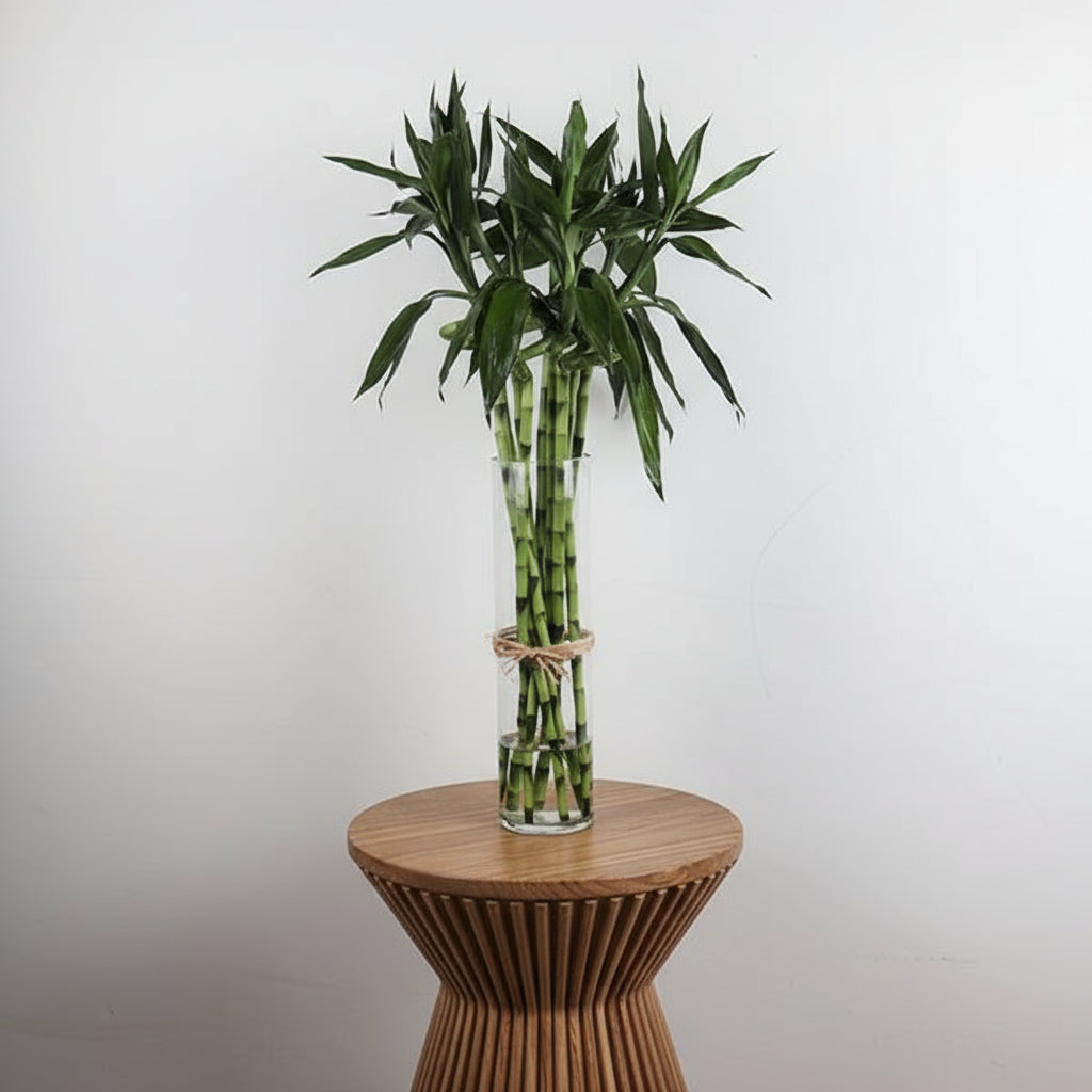 lucky bamboo fortune plants Lucky Bamboo 10 Pieces Set | Good Fortune Plants Kuwait