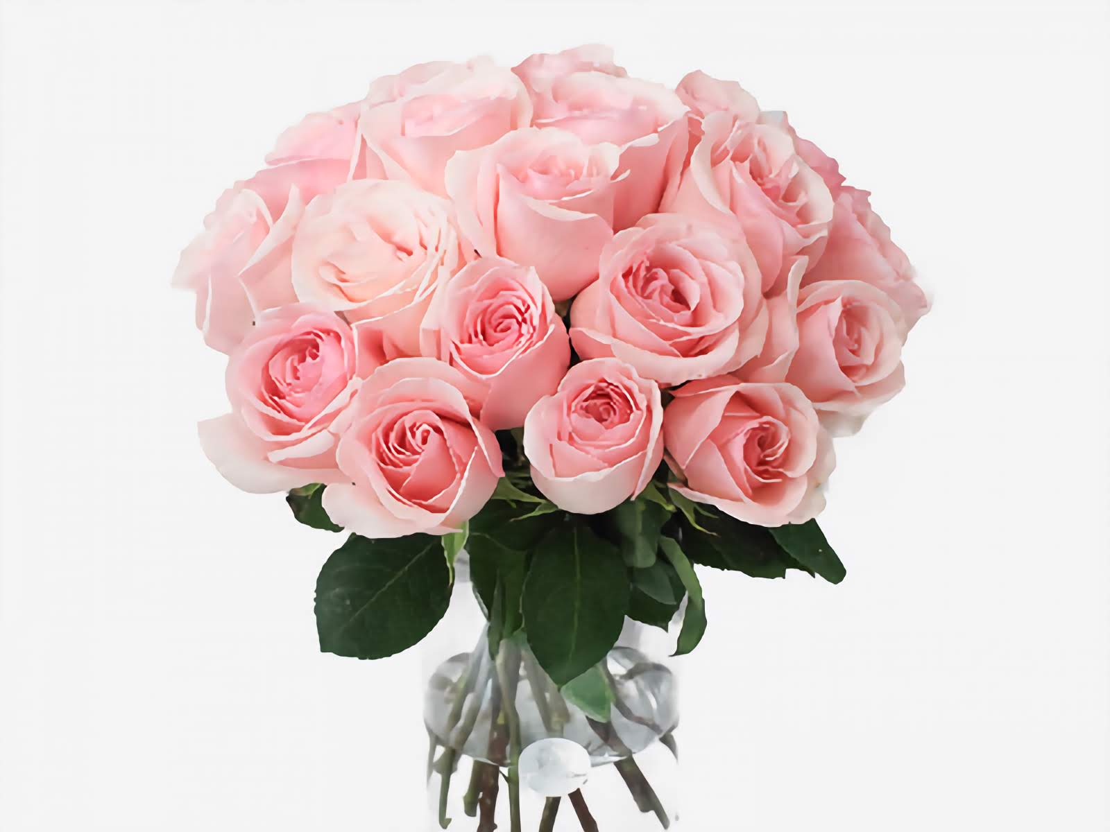 Light Pink Roses Vase | 25 Stems