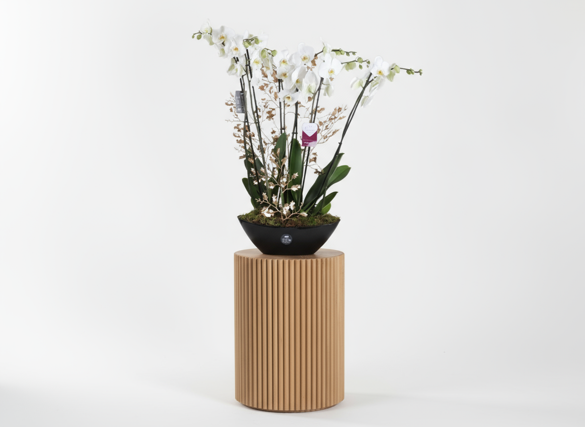 White Phalaenopsis Ship Vase