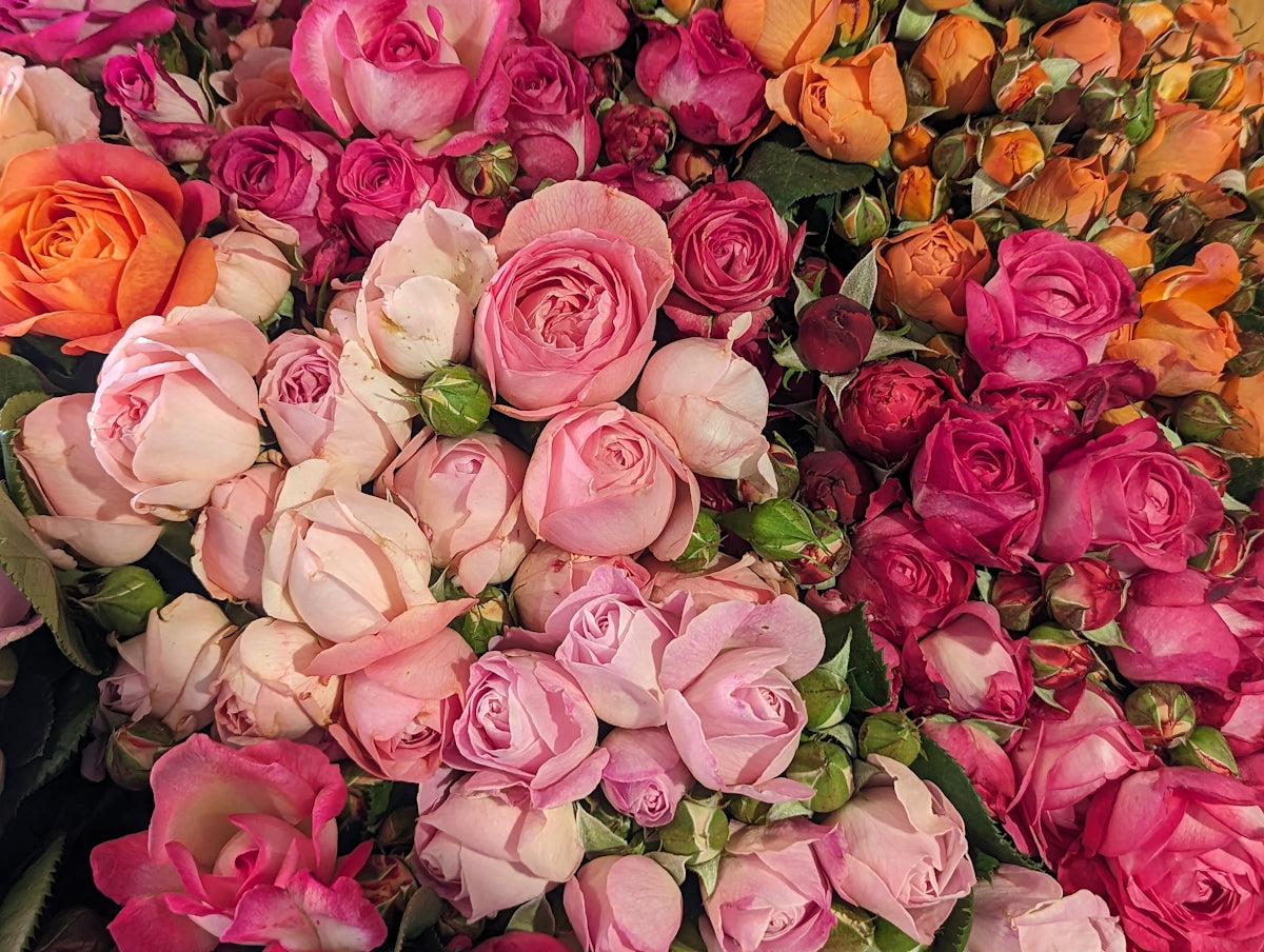 a large bouquet of pink and orange roses