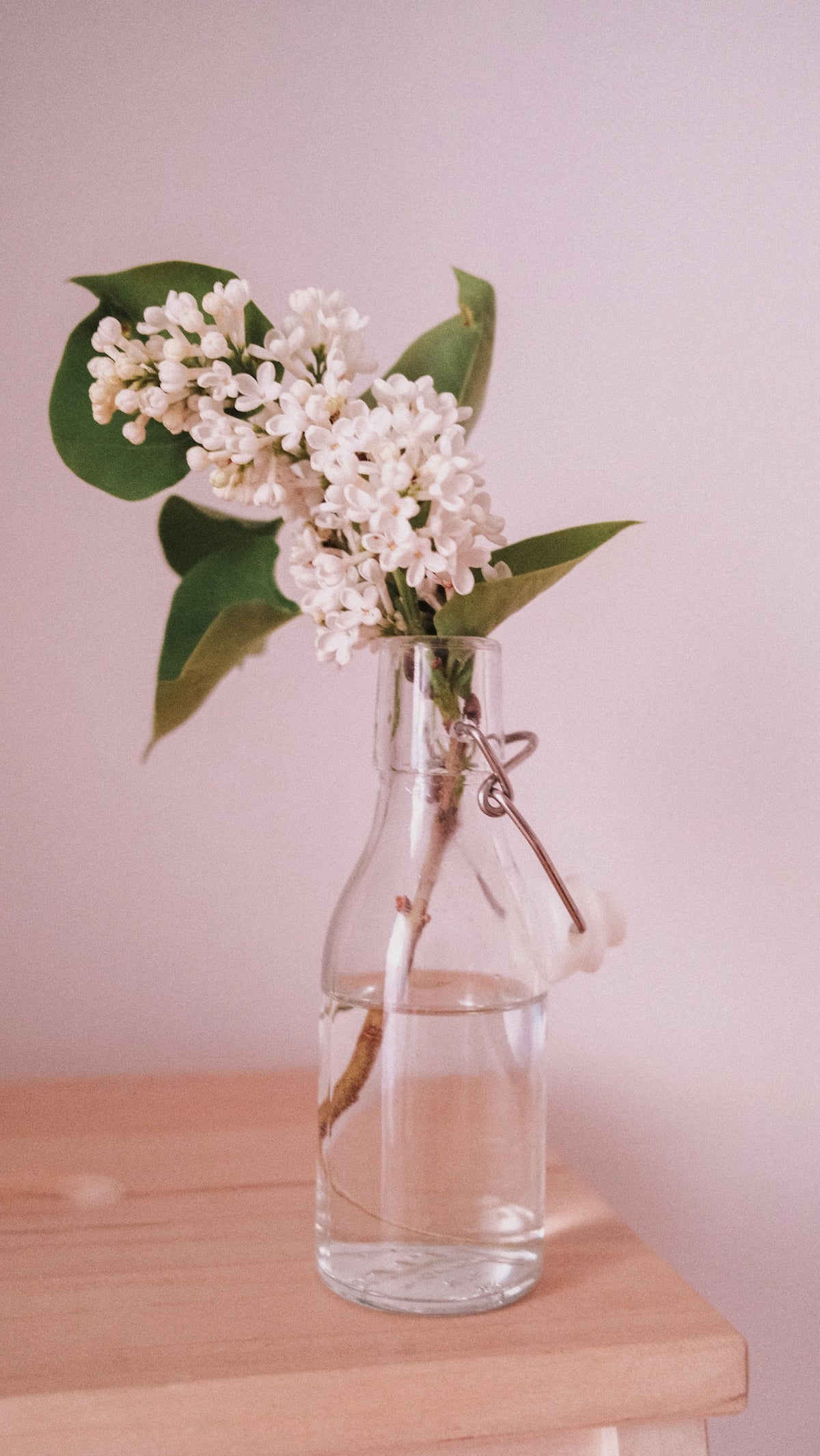 White lilacs in a glass bottle on a wooden surface.