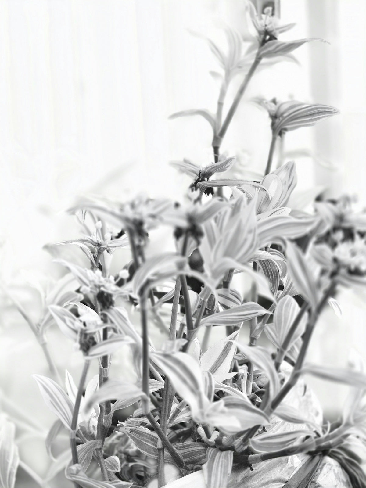 Close-up of a striped plant with delicate leaves.