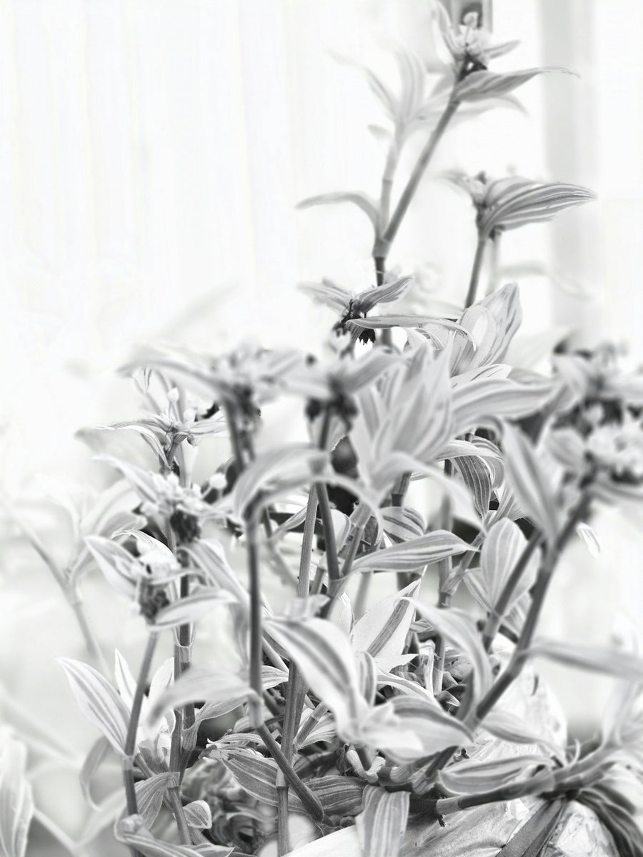 Close-up of a striped plant with delicate leaves.