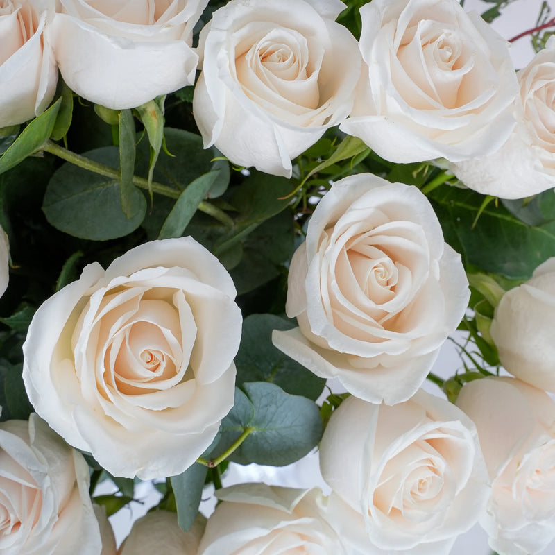 50 Premium Roses in Glass Vase Close Up