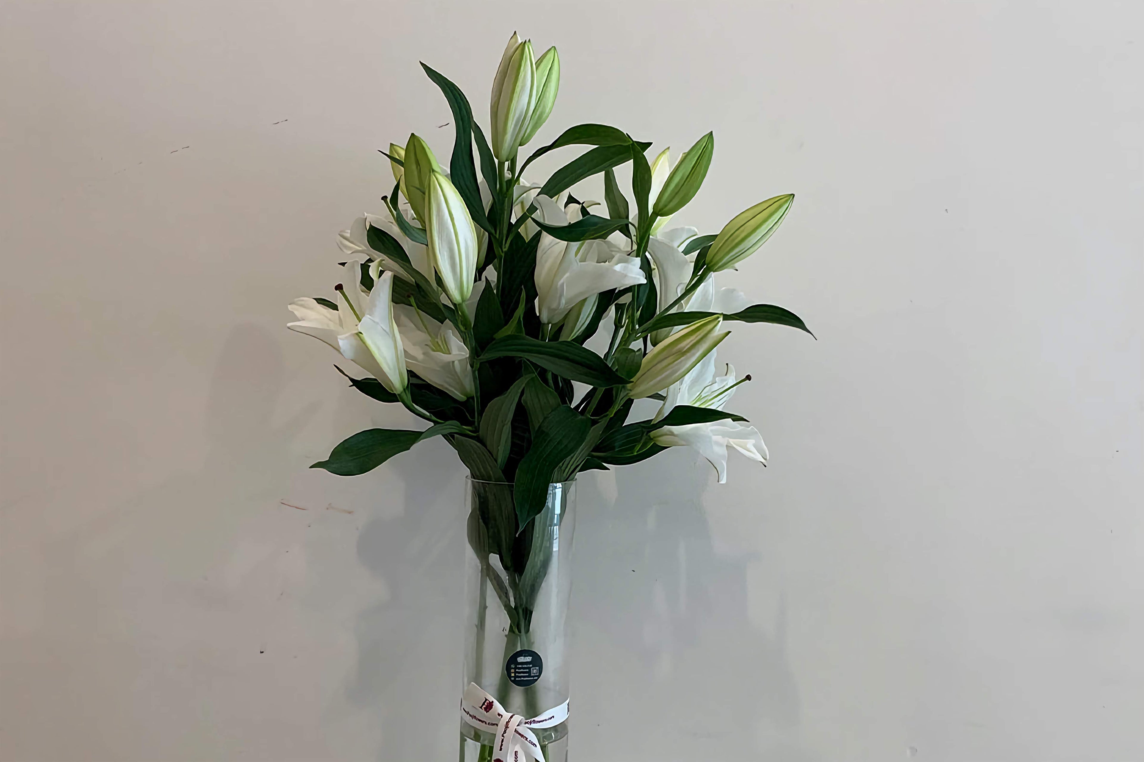 5 Premium Casablanca Lily in Long Vase