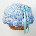 Basket of blue flowers with a decorative ribbon on a white background