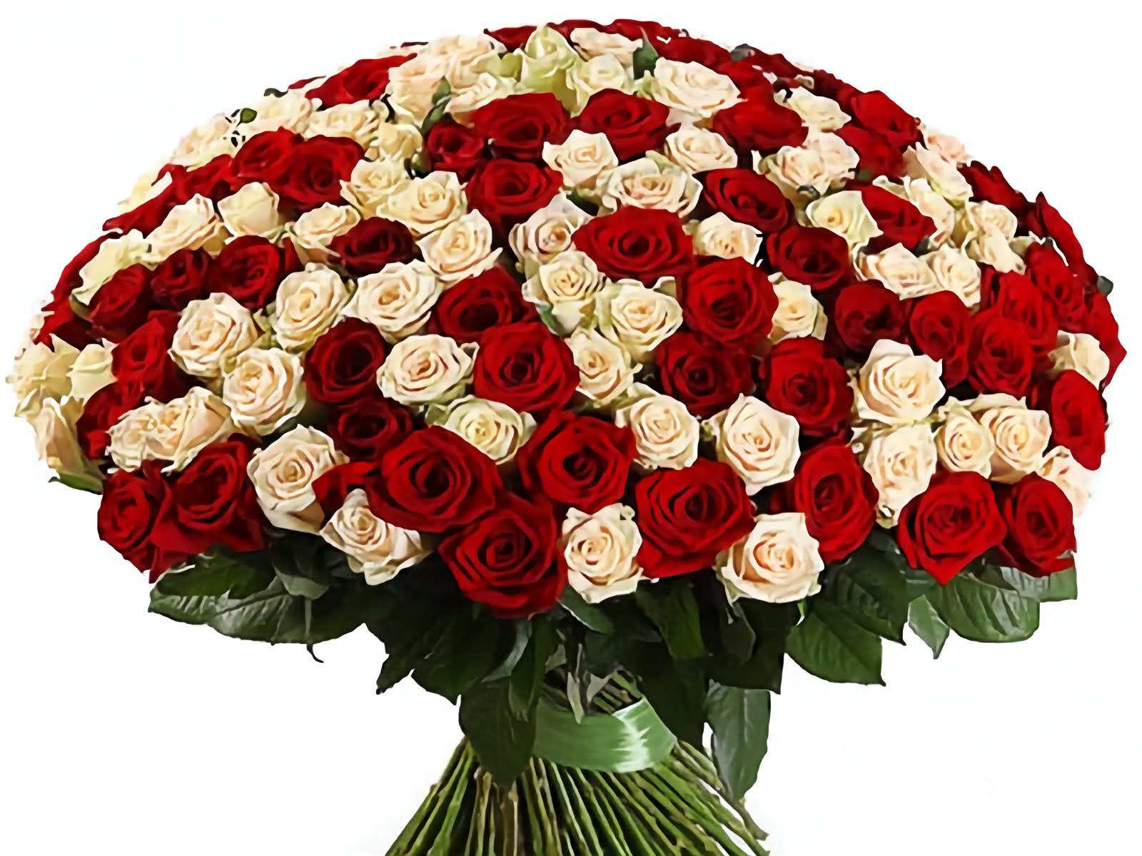 Bouquet of red and white roses on a white background