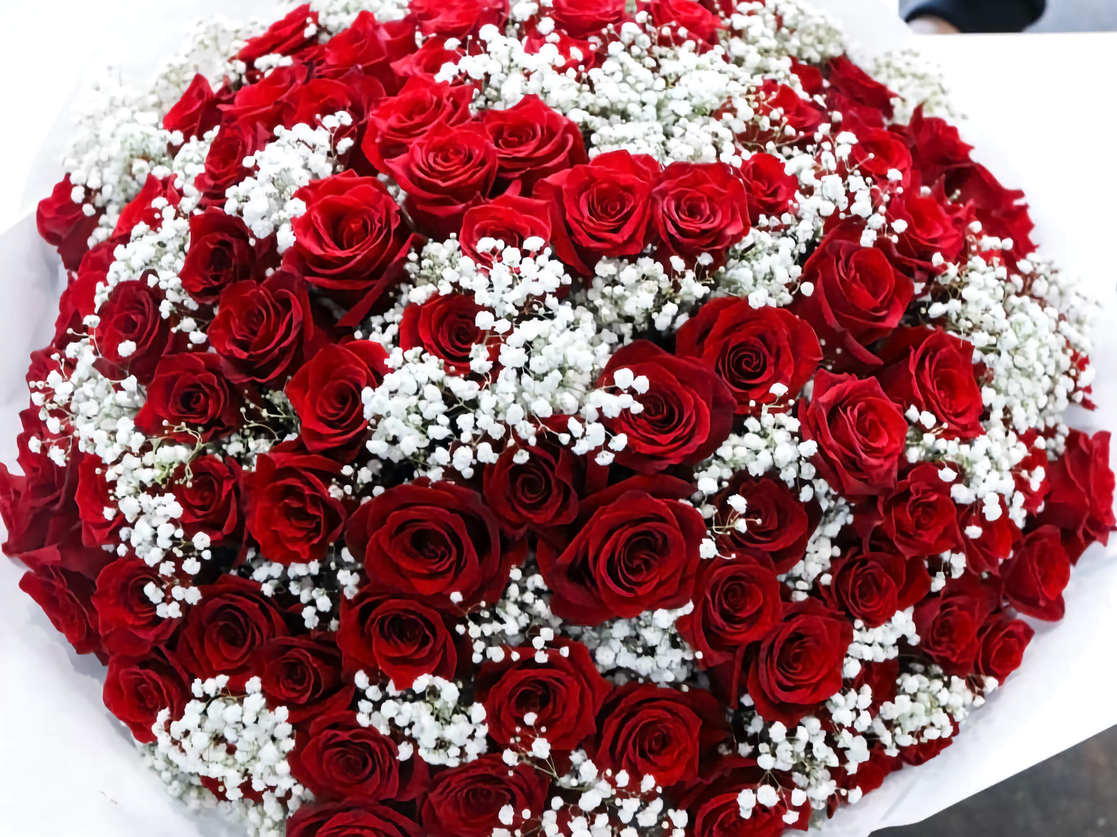 Bouquet of red roses and gypsophila on a white background