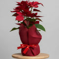 Christmas Plant Kuwait | Premium Red Wrapped Holiday Gift