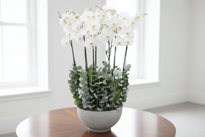 White Orchid Plant in Ceramic Pot - Premium Fresh Flowers & Gifts Delivery in Kuwait