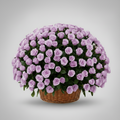Purple Roses Arrangement 500