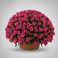Grand Dork pink Roses 500
