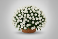 Premium white Rose Basket