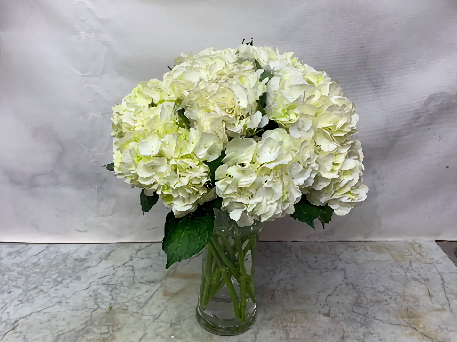 Premium White Hydrangea | 10 Stems in Clear Vase