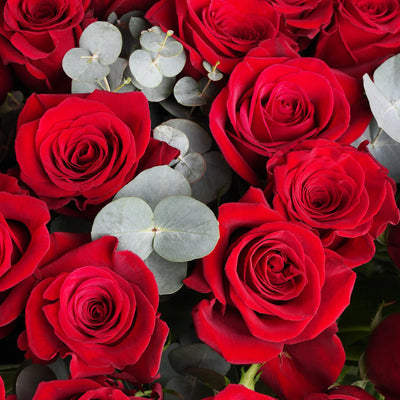 Red Roses in Vase Close Up