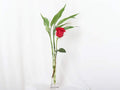Single Red Rose with Lucky Bamboo