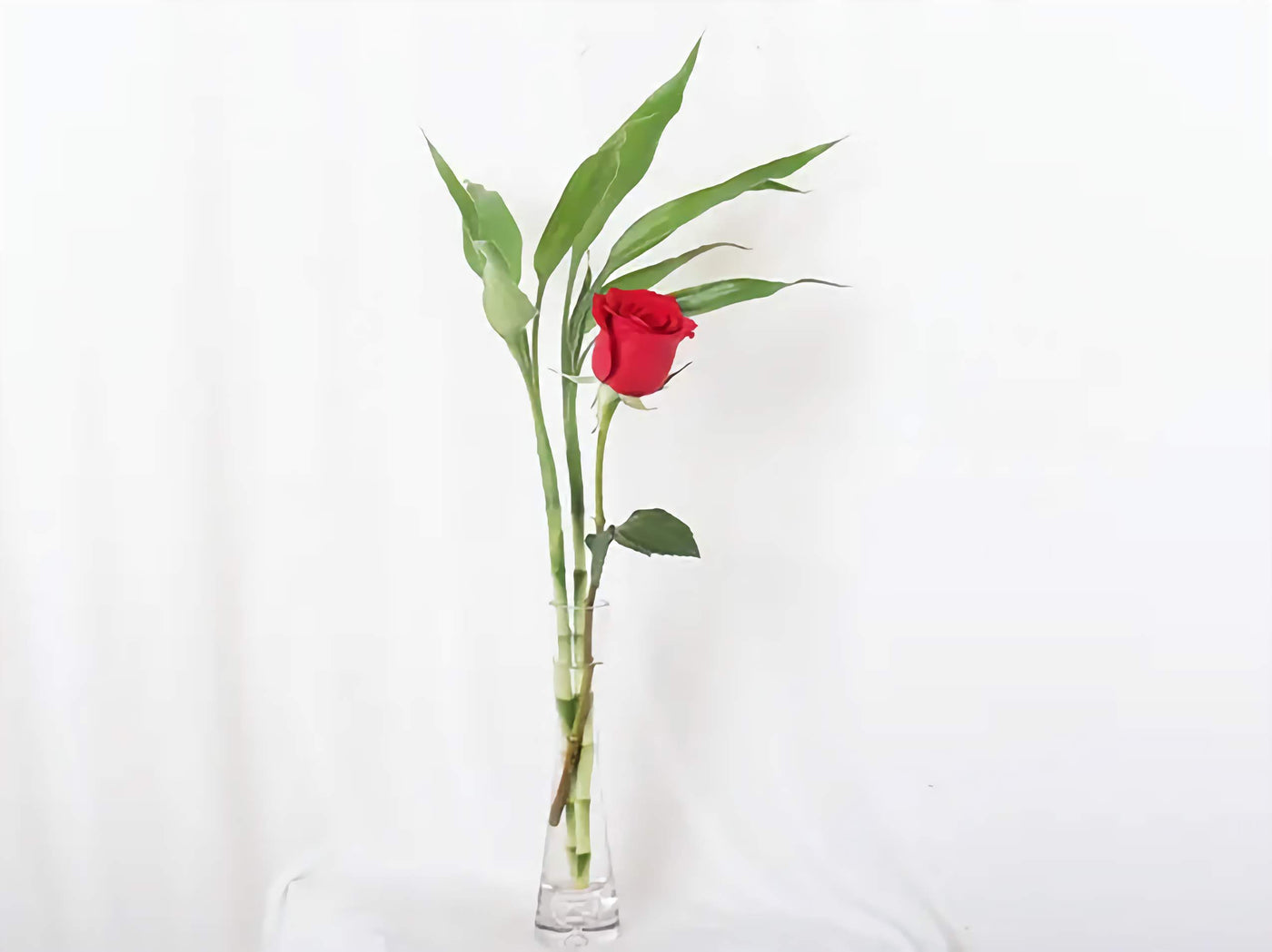 Single Red Rose with Lucky Bamboo