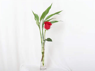 Single Red Rose with Lucky Bamboo