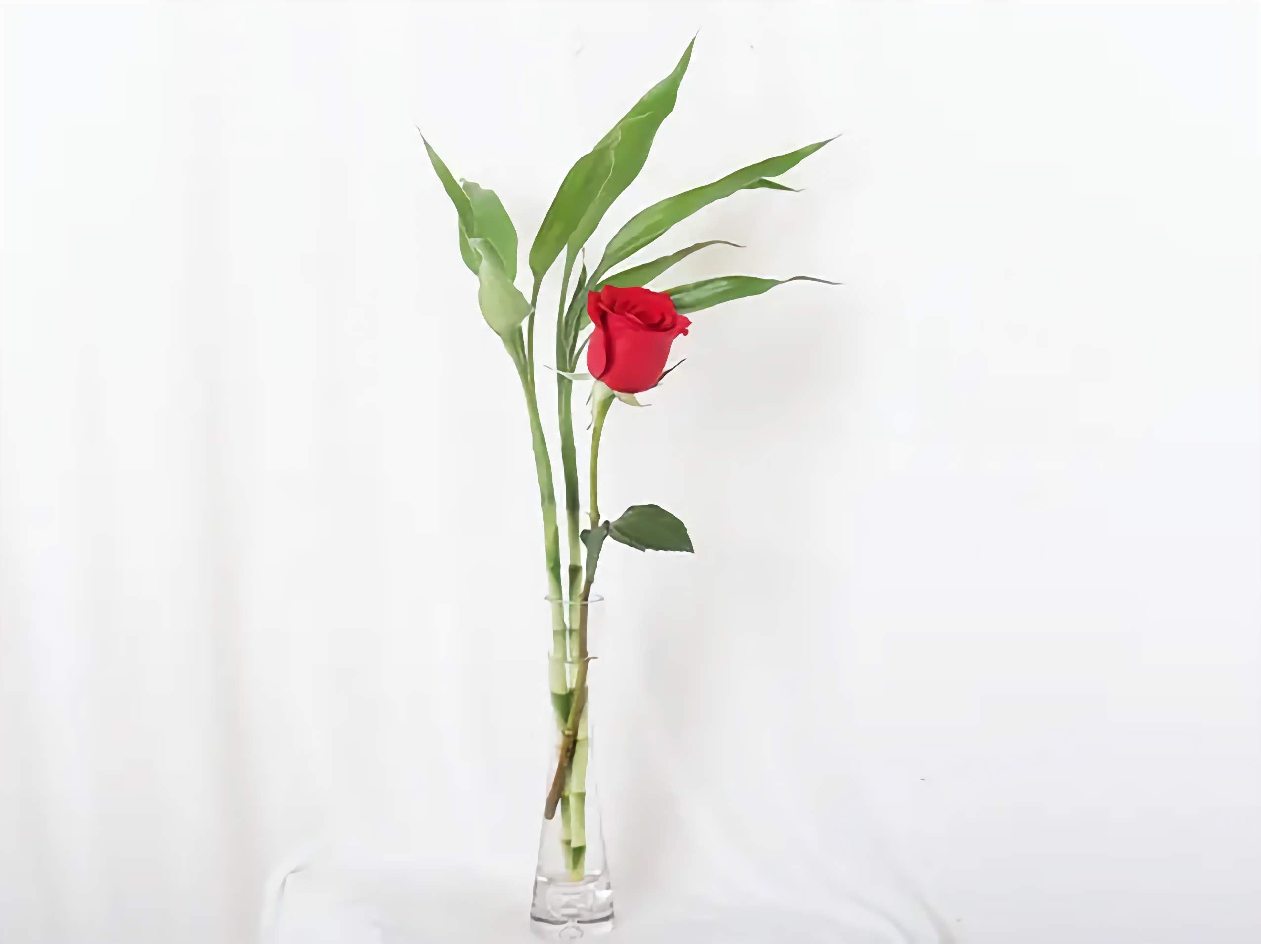 Single Red Rose with Lucky Bamboo