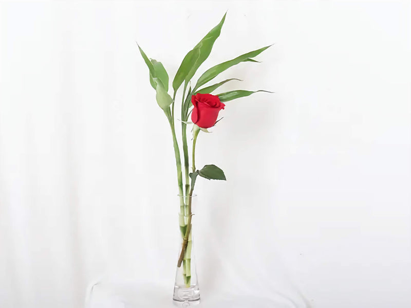 Single Red Rose with Lucky Bamboo — same-day flower delivery in Kuwait