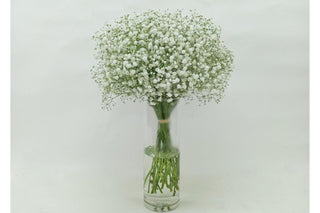 White Nim Nim Vase