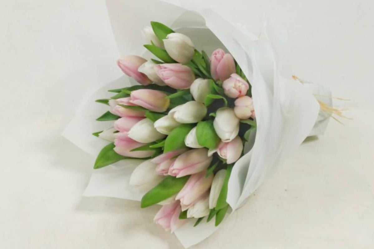 Bouquet Of White And Pink Tulips