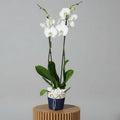 White Orchid Plant
