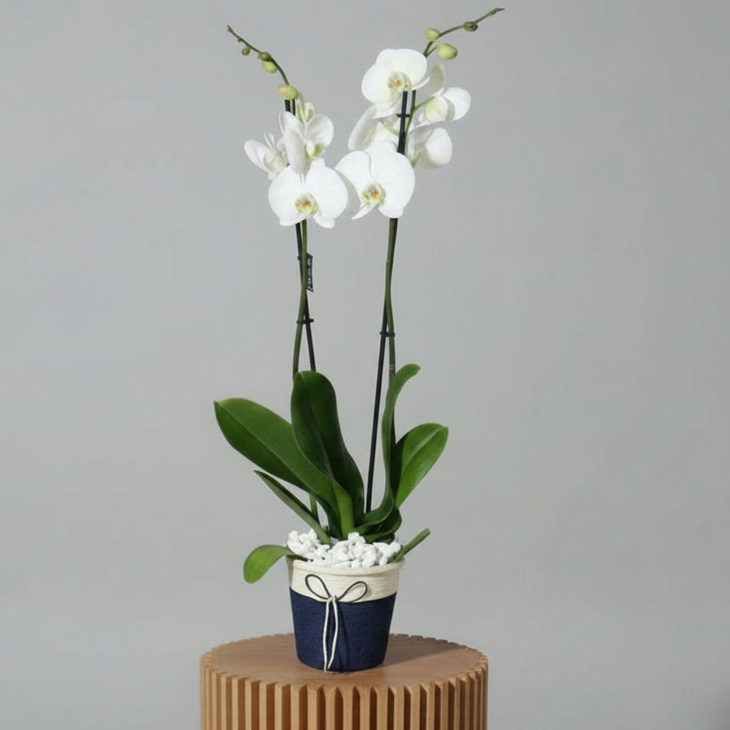 White Orchid Plant