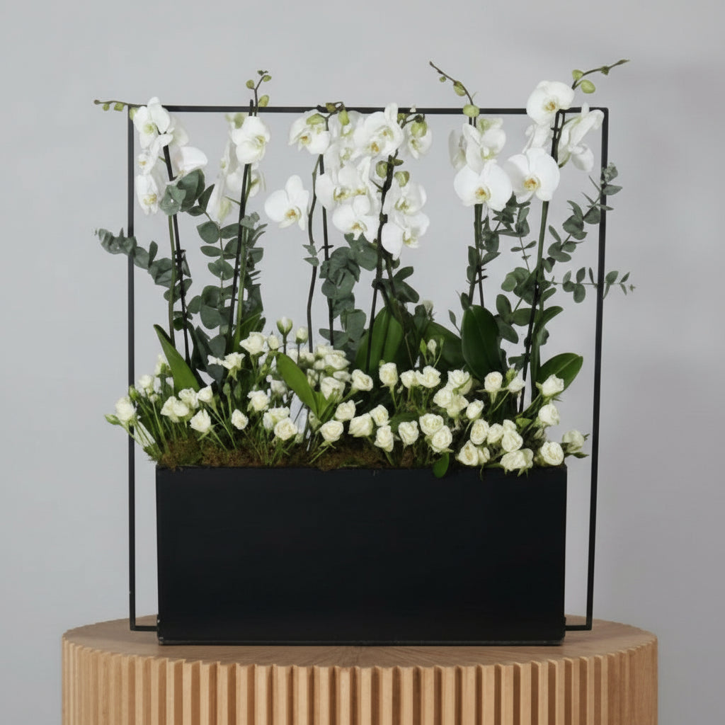 White Orchid Plant with Black Stand
