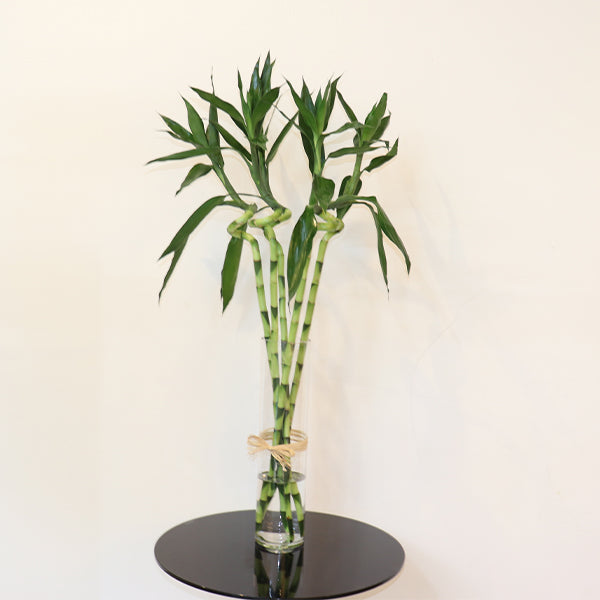 Lucky bamboo 5 pieces