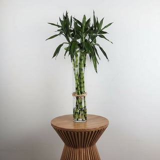 Lucky bamboo 10 pcs