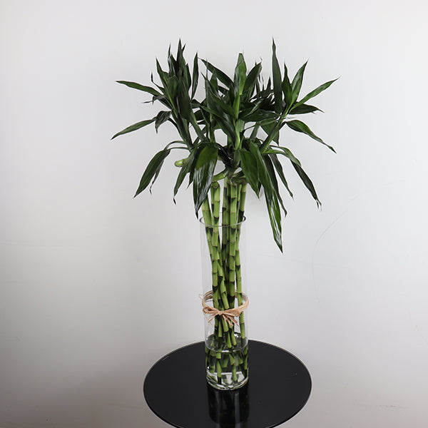 Lucky bamboo 10 pcs
