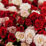 Close-up detail – Red & Pink Spray Roses