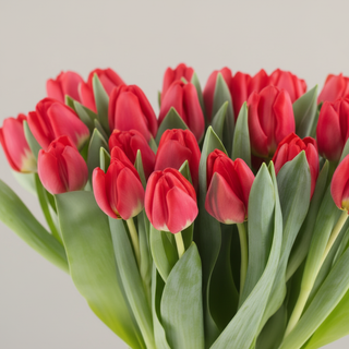 Close-up of fresh red tulips
