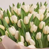 Close-up of fresh white tulips