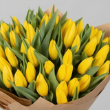 Close-up of fresh yellow tulips