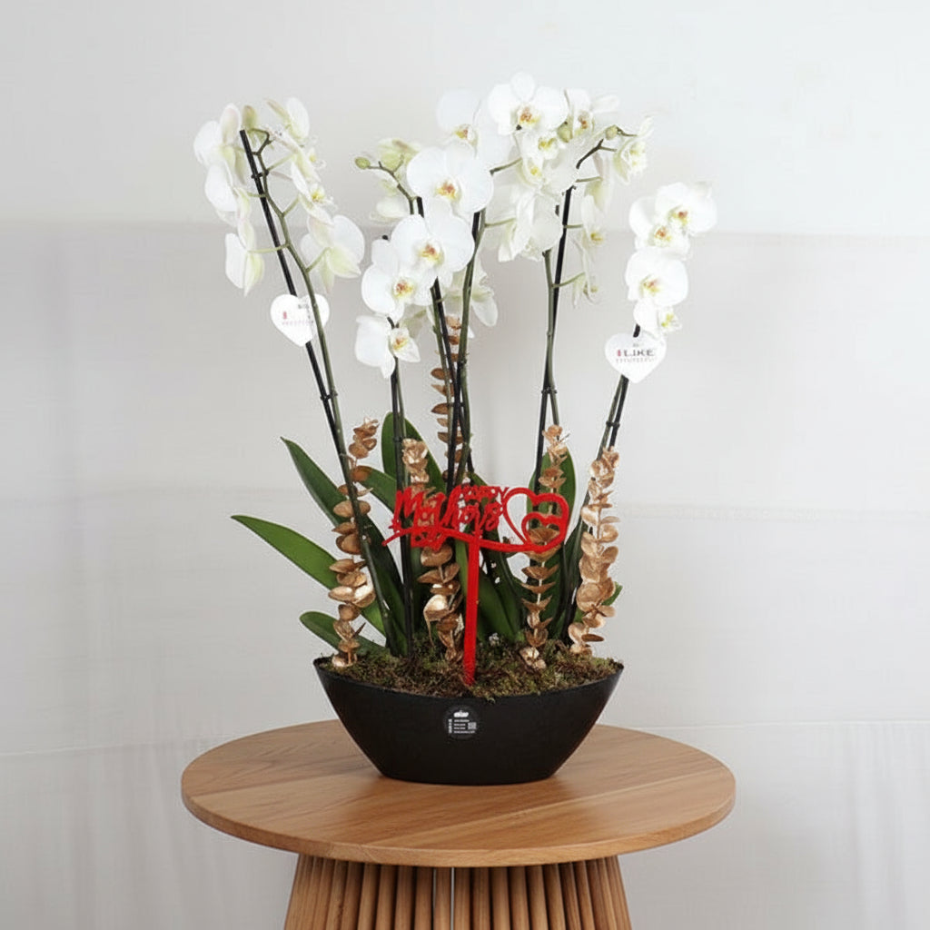 Mothers Day Orquts