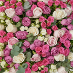 Mixed Pink White Roses Close-Up