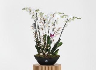 White Phalaenopsis Ship Vase
