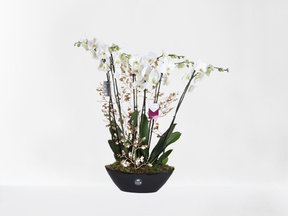 White Phalaenopsis Ship Vase