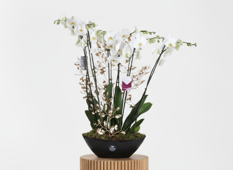 White Phalaenopsis Ship Vase — same-day flower delivery in Kuwait