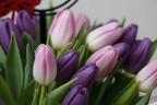 Premium Classic Tulips Detail