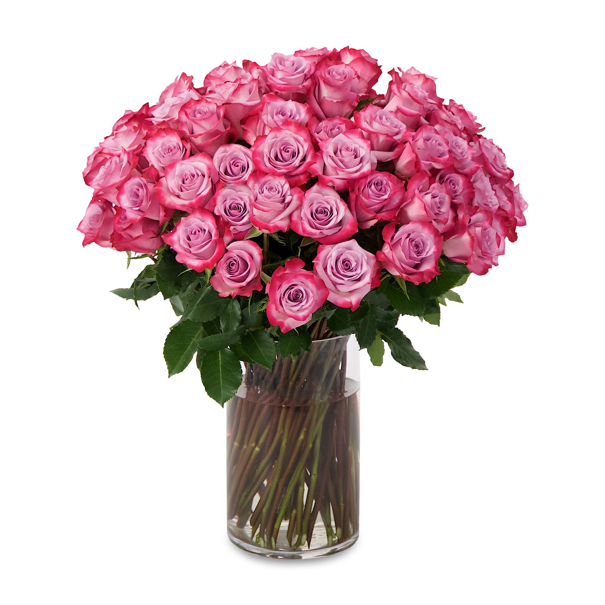 Dee Purple Roses Vase 50 Pieces