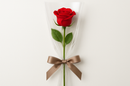 Single Red Rose elegantly wrapped in clear packaging with a brown ribbon for gifting