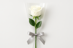 Single White Rose elegantly wrapped with a ribbon bow, perfect for special occasions