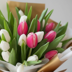 White and Pink Tulips Close-up Detail - Fresh Flowers Kuwait