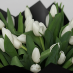 White Tulips Close-up Detail